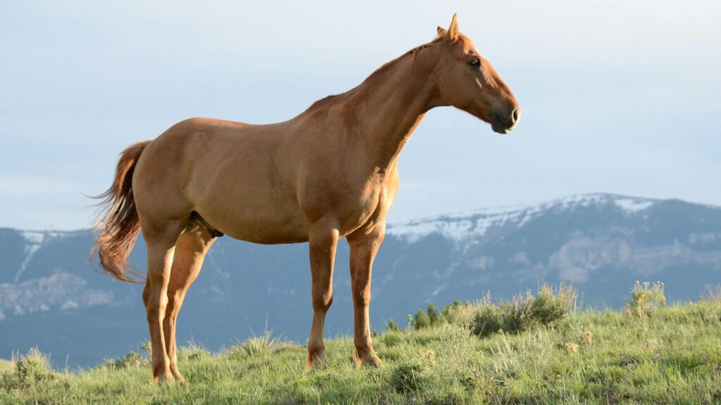 Sahara
